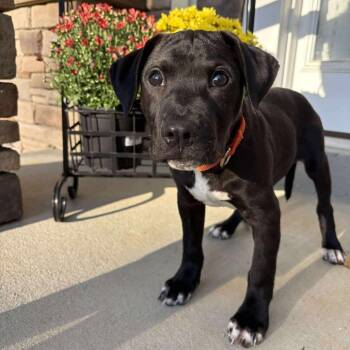 Rescue Mixed Breed Dogs for Adoption in Fredericksburg, Virginia - Laffy | PetCurious