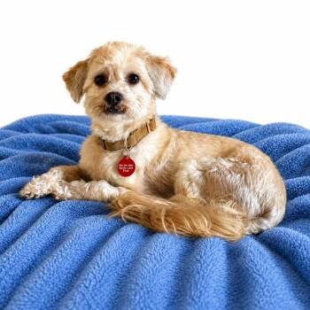 Milo -  Shih Tzu and Bichon Frise Dog for Adoption in Shakopee, Minnesota - Milo | PetCurious