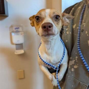 Terrier and Mixed Breed Dogs Available for Adoption - FOSTER OR FOSTER-TO-ADOPT NEEDED Nanette | PetCurious