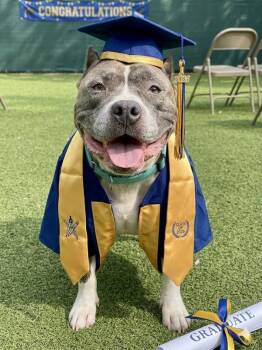 Stormie Rain -  Mixed Breed and American Bulldog Dog for Adoption in Austin, Texas - Stormie Rain | PetCurious