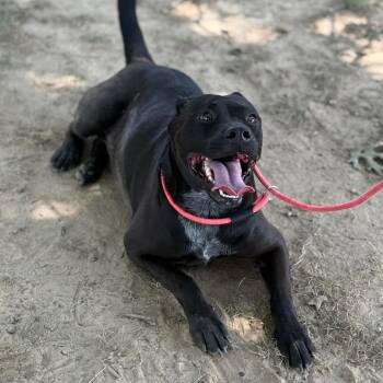 Rescue Pit Bull Terrier Dogs for Adoption in Fort Smith, Arkansas - Tank | PetCurious
