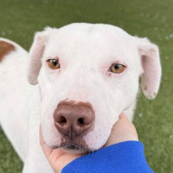 Rescue Mixed Breed Dogs for Adoption in Media, Pennsylvania - Lime | PetCurious