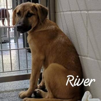 River -  Anatolian Shepherd and Mixed Breed Dog for Adoption in Buchanan Dam, Texas - River | PetCurious