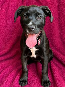 Madeline -  Labrador Retriever Dog Available for Adoption in Nashville, Tennessee - Madeline | PetCurious