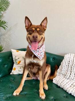 Rexa Baby Kiss Kiss Fall in Love -  Siberian Husky and American Staffordshire Terrier Dog for Adoption in Friendswood, Texas - Rexa Baby Kiss Kiss Fall In Love | PetCurious