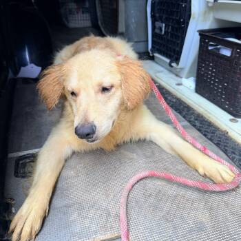 Golden Retriever Dogs Available for Adoption in Fosters, Alabama - CANYON | PetCurious