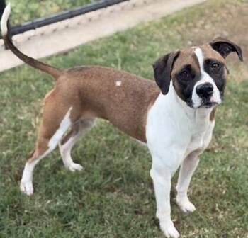 Reta -  Boxer Dog for Adoption in Dallas, Texas - Reta | PetCurious