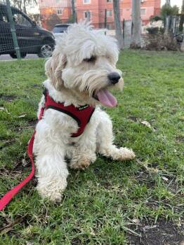 Cockapoo Dogs Available for Adoption - MARY JOE 1 Yr 18 Lbs | PetCurious