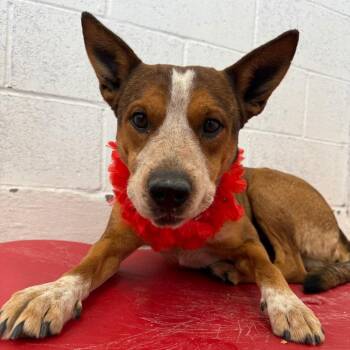 Mixed Breed Dogs Available for Adoption - Talon | PetCurious