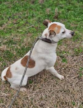 Jack Russell Terrier Dogs Available for Adoption - Toulley In LA | PetCurious