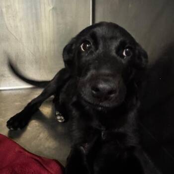 Thelma -  Shepherd Dog for Adoption in Edinburg, Texas - Thelma | PetCurious
