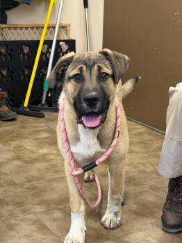 Anatolian Shepherd Dogs Available for Adoption in Springfield, Ohio - Mr. Teddy | PetCurious
