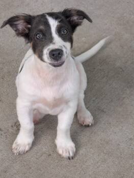 Scraps -  Dachshund Dog for Adoption in Baton Rouge, Louisiana - Scraps | PetCurious