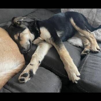 Cheddar Bob -  Mixed Breed Dog for Adoption in Bismarck, North Dakota - Cheddar Bob | PetCurious