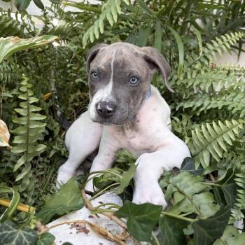 McFiggle -  Pit Bull Terrier Dog for Adoption in Washington, District Of Columbia - McFiggle | PetCurious