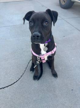 Boxer and Pit Bull Terrier Dogs Available for Adoption - Lovebug | PetCurious