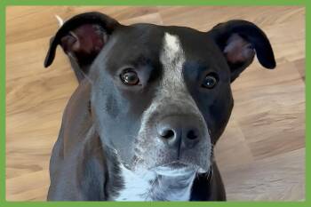 Willow -  American Staffordshire Terrier Dog for Adoption in Amherst, Massachusetts - Willow | PetCurious