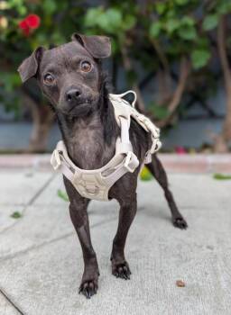 Chiweenie and Miniature Pinscher Dogs Available for Adoption in Los Angeles, California - Suki | PetCurious