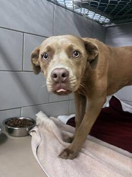 Mixed Breed Dogs Available for Adoption - Putter | PetCurious