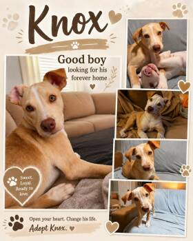 Knox -  Labrador Retriever and Terrier Dog for Adoption in Jackson, Tennessee - Knox | PetCurious