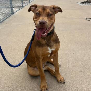 Mixed Breed and Rottweiler Dogs Available for Adoption in Houston, Texas - Romeo | PetCurious