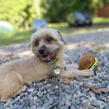Cayden -  Shih Tzu and Yorkshire Terrier Dog for Adoption in Wayne, New Jersey - Cayden | PetCurious