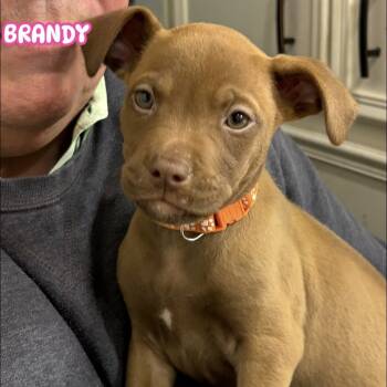 Rescue Labrador Retriever Dogs for Adoption in San Antonio, Texas - Brandy | PetCurious