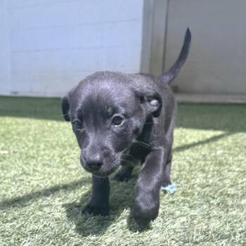 R169018 LEGEND 3111 -  Labrador Retriever and Mixed Breed Dog for Adoption in Port Washington, New York - R169018 LEGEND 3111 | PetCurious