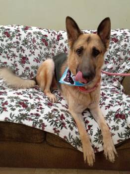 Bishop -  Shepherd Dog for Adoption in Frazier Park, California - Bishop | PetCurious
