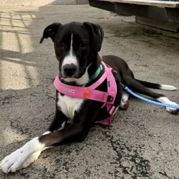 Canto -  Labrador Retriever and American Staffordshire Terrier Dog for Adoption in New York, New York - Canto | PetCurious