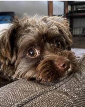 Yorkie Poo Dogs Available for Adoption in Corona, California - Lester | PetCurious
