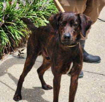 Barron -  Plott Hound and Mixed Breed Dog for Adoption in Morristown, New Jersey - Barron | PetCurious