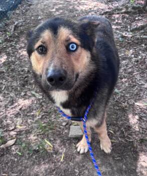 Jude -  German Shepherd Dog Dog for Adoption in Little Rock, Arkansas - Jude | PetCurious