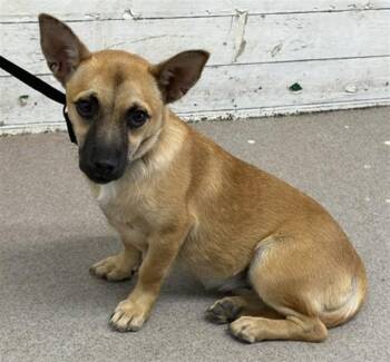CAROLINE -  Chihuahua and Mixed Breed Dog for Adoption in San Bernardino, California - CAROLINE | PetCurious