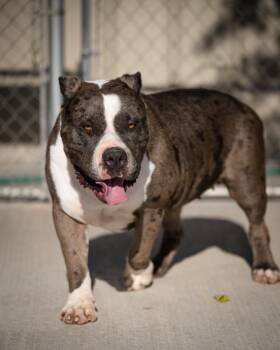 Rescue Cane Corso Dogs for Adoption in Twentynine Palms, California - Sissy | PetCurious