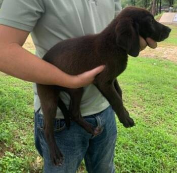 Freddie Mercury -  English Coonhound and Labrador Retriever Dog for Adoption in Tulsa, Oklahoma - Freddie Mercury | PetCurious