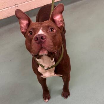 Donut -  Mixed Breed Dog for Adoption in Memphis, Tennessee - Donut | PetCurious