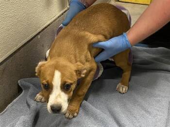 Belgian Shepherd Malinois and Pit Bull Terrier Dogs Available for Adoption in Modesto, California - A609003 | PetCurious