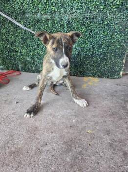 Pit Bull Terrier and Mixed Breed Dogs Available for Adoption - 60743068 | PetCurious