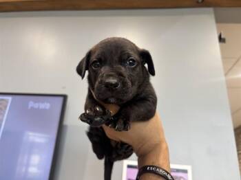 Pit Bull Terrier Dogs Available for Adoption in Rowlett, Texas - WASHINGTON | PetCurious