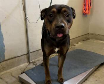 BIRDY -  Pit Bull Terrier Dog for Adoption in Camarillo, California - BIRDY | PetCurious