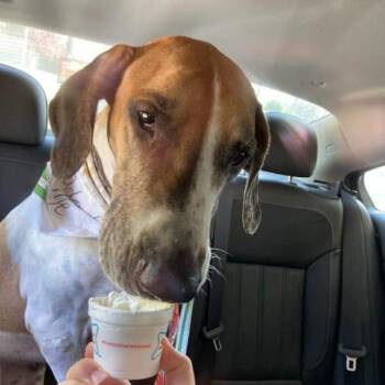 Great Dane Dogs Available for Adoption - Millie | PetCurious