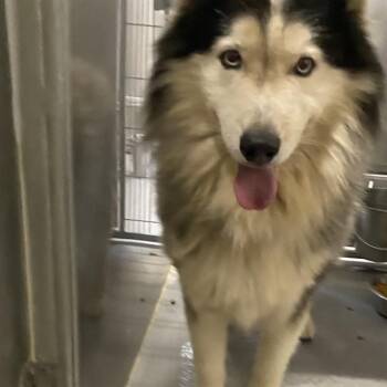 TOPAZIO -  Alaskan Malamute Dog for Adoption in Modesto, California - TOPAZIO | PetCurious