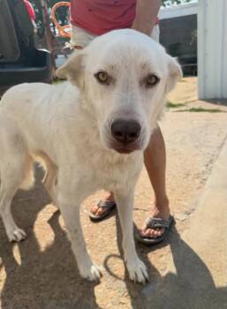 LUNA 425 -  Great Pyrenees Dog for Adoption in New Berlin, Wisconsin - LUNA 425 | PetCurious