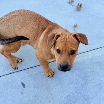 Lariat (Larry) -  Basset Hound and Chihuahua Dog for Adoption in Mountain Center, California - Lariat (Larry) | PetCurious