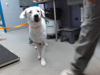 CHRIS -  Labrador Retriever and Mixed Breed Dog for Adoption in Albuquerque, New Mexico - CHRIS | PetCurious