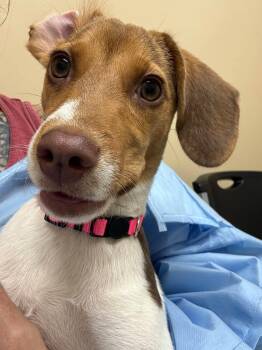 Lily -  Mixed Breed Dog for Adoption in Huntsville, Alabama - Lily | PetCurious