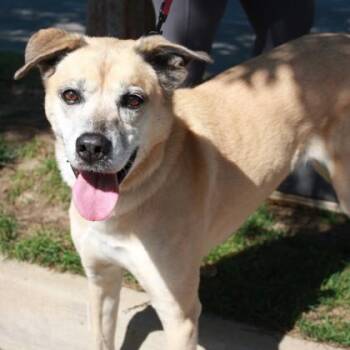 Tinsel -  Black Mouth Cur and Mixed Breed Dog Available for Adoption in Richmond, Virginia - Tinsel | PetCurious