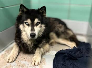 CAMILO -  Siberian Husky Dog for Adoption in Houston, Texas - CAMILO | PetCurious