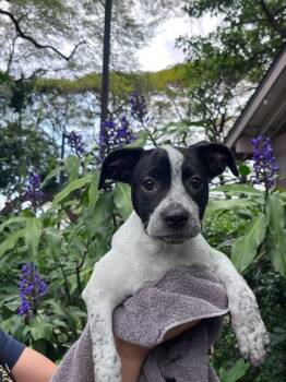 Terrier and Mixed Breed Dogs Available for Adoption in Honolulu, Hawaii - Mahealani | PetCurious